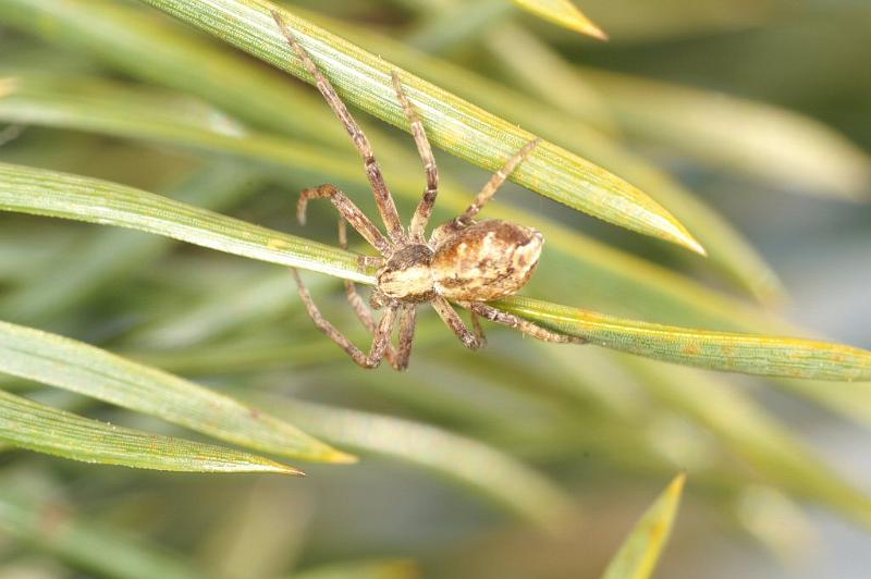 Philodromus_cespitum_D2964_Z_86_NP De Hoge Veluwe_Nederland.jpg